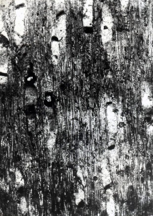 Laurinoxylon litseoides (Dünnschliff IX126). Tangentialschliff 40x. (Aufnahme: P. Holleis)