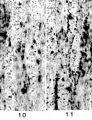 Fig. 10-11: Elaeagnoxylon gregori (= E/434). Tangentialschliffe; Holzstrahlen mäßig breit, homogen.