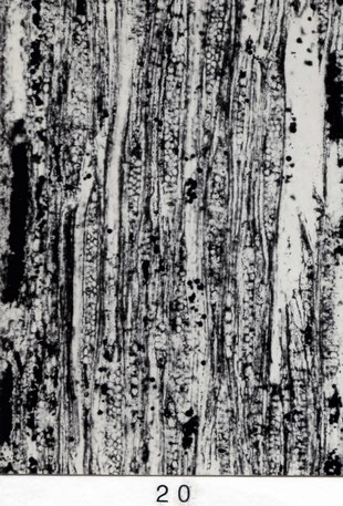 Fig. 20 (= A XII 55): Tangentialschliff, 80 x. Holzstrahlen schwach heterogen, eng stehend und bis 3 Zellen breit.