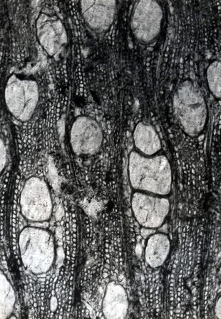 Cinnamomoxylon franconium (Dünnschliff W58). Querschliff 100x.