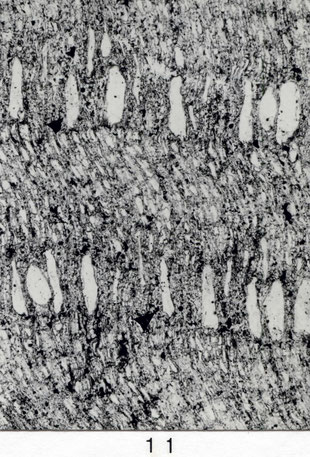 Fig. 11 (= B 129): Querschliff, 35 x. Aufbau wie in Fig. 10, aber durch tangentiale Quetschung vor der Fossilisation, im Frühholz mit stark verformten Poren ►