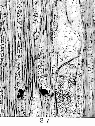 Fig. 27: Cinnamomoxylon franconium n. sp. (= W/58). Tangentialschliff; Gefäßgang mit alternierenden Hoftüpfeln und dünnwandigen Thyllen. Holzstrahlen mehrreihig mit verlängerten Spitzen, heterogen. Fasern dünnwandig.