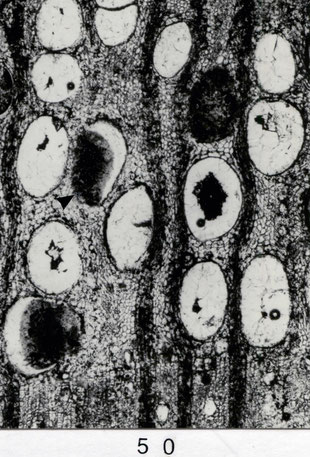 Fig. 50 (W 27): Zuwachsgrenze ohne Harzscheide, Frühholzporen mit amorphen Inhalten.