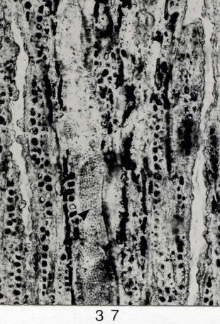 Fig. 37 (= Z 33): Tangentialschliff, 80 x. Holzstrahlen überwiegend zweireihig, homogen und dunkel angefüllt. Gefäße mit feinen und alternierenden Hoftüpfeln.