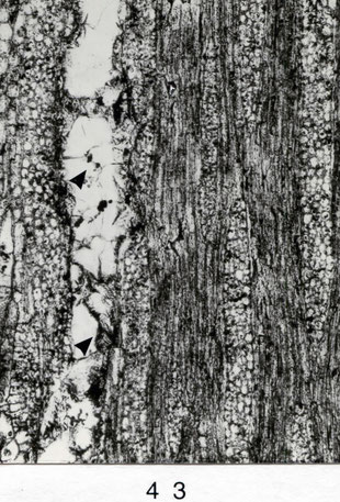 Fig. 43 (= E 435): Tangentialschliff, 80 x. Gefäß mit dünnwandigen Thyllen ►. Holzstrahlen einreihig und homogen.