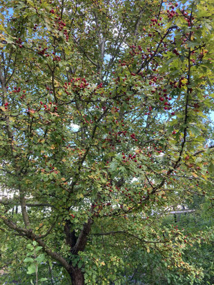 C. monogyna, Ansicht der Früchte, Botanischer Garten München. (Photo: P. Holleis, 17. August 2023)