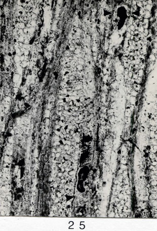 Fig. 25 (= E 70): Tangentialschliff, 80 x. Holzstrahlen vielreihig und heterogen, Gefäße teils durch sklerotische Wände verstopft ►