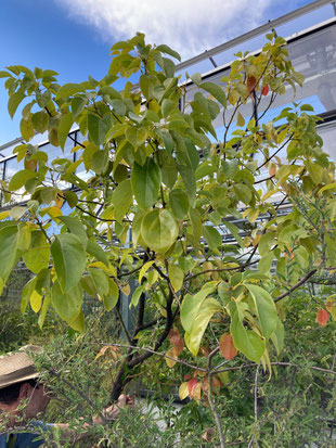 Cinnamomum camphora, Gesamtansicht, Botanischer Garten München. (Photo: P. Holleis, 17. August 2023)