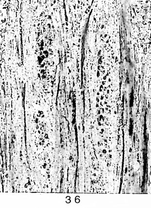 Fig. 36: Tangentialschliff; Holzstrahlen mehrreihig, homogen und mäßig hoch.