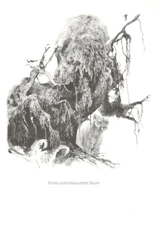 Der Baum. Illustration von Robert Bateman