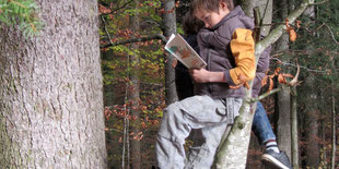 Lesen im Wald