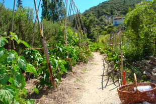 Gemüsegarten auf Terrassen