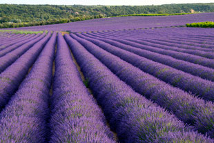 Lavendel soweit das Auge reicht