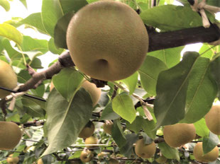 ホーム - nishii-peearfarmer ページ! ホーム - nishii-peearfarmer ページ!