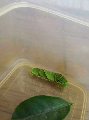シルバー人材センターの仲間のＤさんが、ナミアゲハの終齢幼虫を持ってきた。ベランダの鉢植えのミカンに毎年やってくる。可愛いのだが葉を全部食べられてしまう、どうしよう。たまたまだけど、我々が管理作業をしている団地には実生りが悪い夏ミカンの木がある。そこなら良いだろう、となった。大きな木なので、幼虫がいくら食べても問題は無い。休憩時間に放したが、ヒヨドリなどに食べられるのが、心配だ。Ｄさんは何度も生存を確かめに行っていた。優しい人だ。2025.5.21　【写真④：多摩市豊ヶ丘2-1】