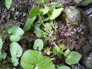 ④1年目の苗：　昨年植え付けた苗。2年目に根茎(地下茎)が太り食べられます。