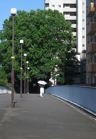 6月28日、多摩市の最高気温34℃。雑木林のボランティア講座の草刈り実習は中止になった。帰り道、西日が首筋にきつく当たる。向こうからやって来た若い女性。もう日傘は当たり前になっているようだ(オジサンは、まだそこまでの発想はない。きっと熱中症予備軍に入っているかも知れない)。2025.6.28　【写真②：多摩市鶴牧3】