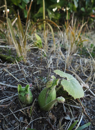 　団地の花壇に「蕗の薹(ふきのとう)」が顔を出した。元々あったのか。それとも誰かが植えたのか。よく分からない。　2025.2.19　【写真②：多摩市豊ヶ丘2-1】