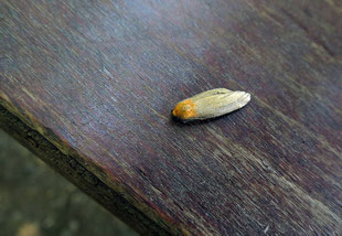 連光寺の田んぼの木陰に置いてあるテーブルに何か飛んできた。昆虫なのだが、繊維状の物で包まれている。スマホで「ヤマトシジミの蛹」と出た。家に帰りネットで調べたが、どうも違う。FITのメールで質問したら、多くの情報が送られてきた。その結果、ヨツボシホソバかマエグロホソバのオスの死骸ということになった。生きていると前翅の色の違いで判るのだが脱色してよく分からない。繊維状の物はクモの巣ではないかとの事。なるほど、何となく理解できる。もう少し写真を撮りたかったのだが、また風が吹いてきて、どこかに飛ばされてしまった。