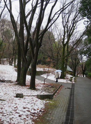 　3月4日夜から未明にかけて関東では「警報級の大雪」になる恐れという天気予報で、事故を防ぐため「予防的通行止め」を行うということになり、主要な高速道路、国道が通行止めになった。夜が明けたら雪は雨に替わり、道路に雪は無くその他の場所も午前中に溶けてしまった。何だか「狼少年」のようだが、事故は起こらなかったので、まぁいいか。　2025.3.5 【写真③：多摩市豊ヶ丘2-3】