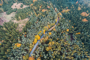 lonely-road-in-forest-aerial-view-picjumbo-com