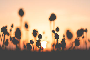 poppy-seed-field-on-sunset-picjumbo-com VIKTOR HANACEK