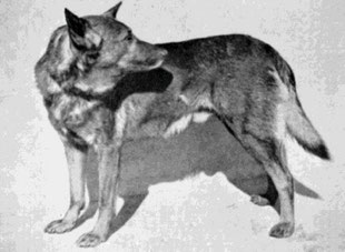 „Horand von Grafrath“, der Stammvater aller Deutschen Schäferhunde