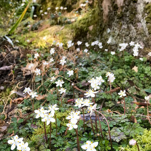 妙法山の梅花黄蓮