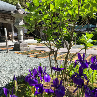 妙法山のお茶摘み