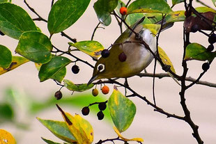 メジロ　2020年10月18日　東大キャンパス　・エノキの実を食すメジロ　　エノキの実は、緑色からオレンジ色を経て、赤黒く熟す。　エノキは熟度により色を変えることで野鳥に的確に熟果を教えている。