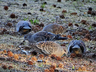 ハト科 - 流山の野鳥