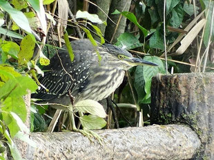 ・ササゴイ幼鳥　2017年10月17日　柏の葉公園