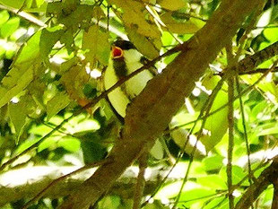 ・シジュウカラ　（雛～幼鳥）　2018年7月10日　柏の葉公園