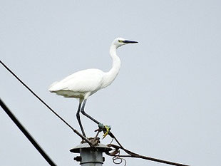 ・2018年9月11日　新川耕地