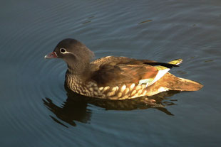 ・♀　　2013年2月21日　 明治神宮