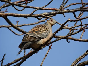 ハト科 - 流山の野鳥