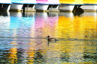 スズガモ　2020年11月9日　柏の葉公園　・水面に映ったスワンボートの彩り