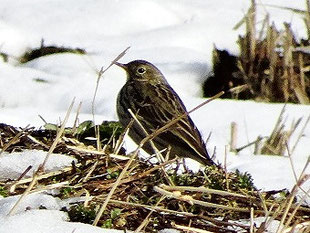 ・2019年2月10日　新川耕地