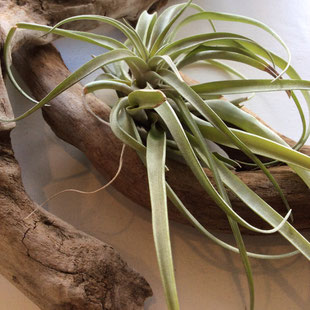 植物のはなし