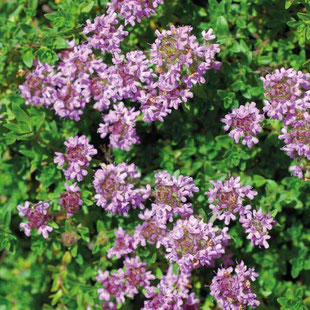 Thym rosé en fleurs.