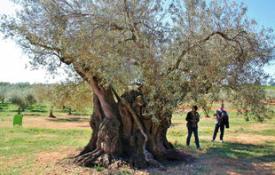 olivos-milenarios.jpg