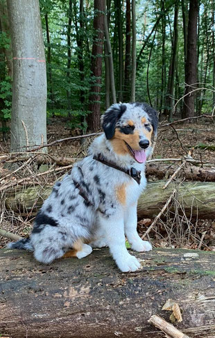 Caylu, australian Shepherd 