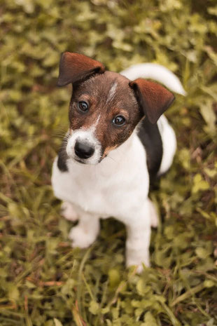 Shuri, Mix aus Jack Russell und Malteser 