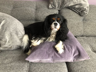 Cavalier Züchter