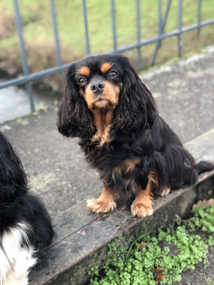 Cavalier Black & Tan