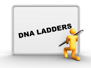 DNA Ladder and DNA Weight Marker 100 plus bp