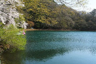 桜前線は東北方面に、しかし四尾連湖湖畔は桜が満開、訪れる人も少なく静かです