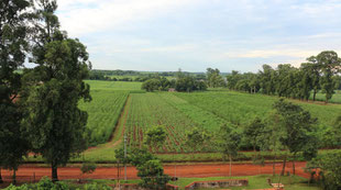 Moringa Pflanzen Plantage