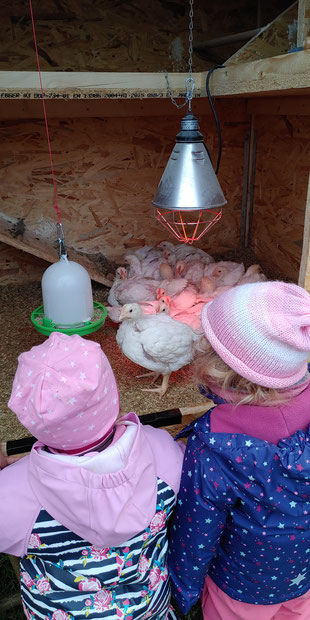 Die Kinder lieben die kuschelbedürftigen Hähnchen. Federn streicheln begeistert Kind und Tier. 