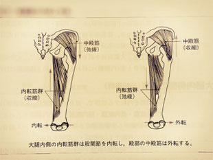 内転筋群